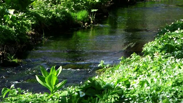 草花と小川