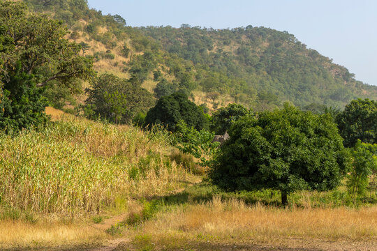 Cornfield and trees below a forested hill in the countryside, Koutammakou, Tamberma, Togo