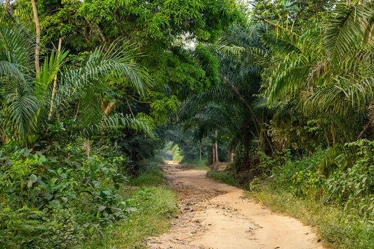 Sandy dirt road winding through a lush tropical forest with oil palms, Plateaux Region, Kpalime, Togo