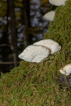 Fungi growing on the base of a tree trunk. 