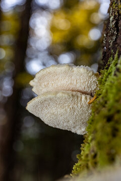 Fungi growing on the base of a tree trunk. 