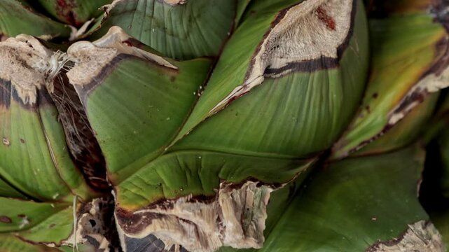 Roasted agave pina hearts for artisan mezcal production