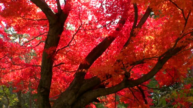 紅葉
