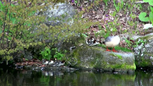 カワアイサの親子