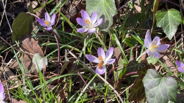 Busy honey bee flying between purple crocus flowers, gathering nectar and pollinating in spring