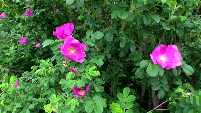 ハマナスの花