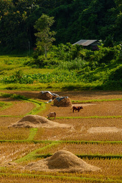Cows Grazing in Harvested Rice Field with Straw Bales and Mountain Forest Background