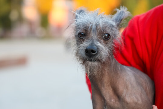 Chinese Crested Dog, Hairless Small Dog With Gray Tufted Fur Looking At Camera In Outdoor Close Up, With Soft Blurred Background And Warm Evening Light, Pet Portrait With Curious Expression