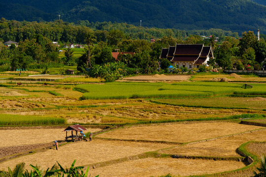 Rural Landscape of Harvested Rice Fields with Thai Temple and Farmers Working in Nan Province