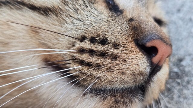Close up of tabby cat nose and whiskers
