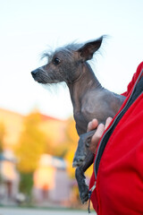 Chinese Crested Dog Held In Red Jacket, Profile Portrait With Windblown Hair, Outdoor Autumn Light, Shallow Focus, Calm Companion, Small Hairless Pet With Fine Details And Soft City Bokeh © Irina Kashparenko
