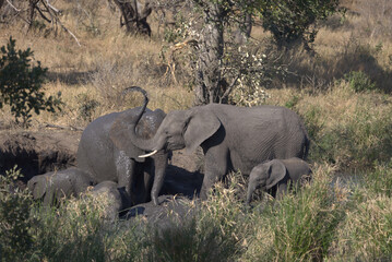 A family group of African Elephants (Loxodonta africana) having a mud bath. Taken in Kruger National Park, South Africa. © Jenny Grewal
