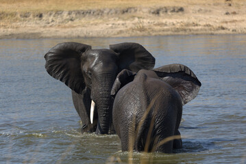 Two African Elephants (Loxodonta africana) fighting in a waterhole. . Taken in Kruger National Park, South Africa. © Jenny Grewal