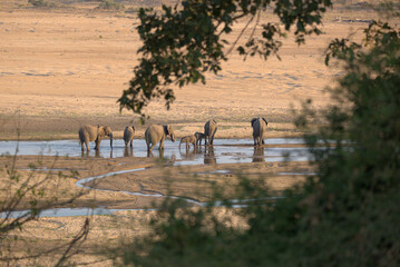 A herd of African Elephants (Loxodonta africana) crossing a shallow river. Taken in Kruger National Park, South Africa. © Jenny Grewal