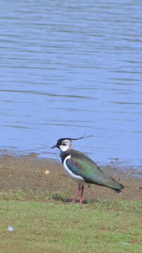 Lapwing or Peewit (Vanellus vanellus) fluffing out and shaking its plumage. Kent, UK [Slow motion x5] Vertical