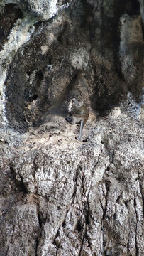 Wild Monkey Sitting on Steep Rocky Cliff Face Nature Wildlife Closeup