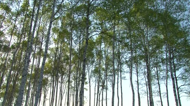 白樺と木漏れ日