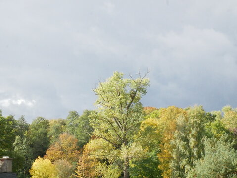 A canopy of trees shows autumnal colors under a cloudy sky. The tops of some buildings are visible in the lower left corner.