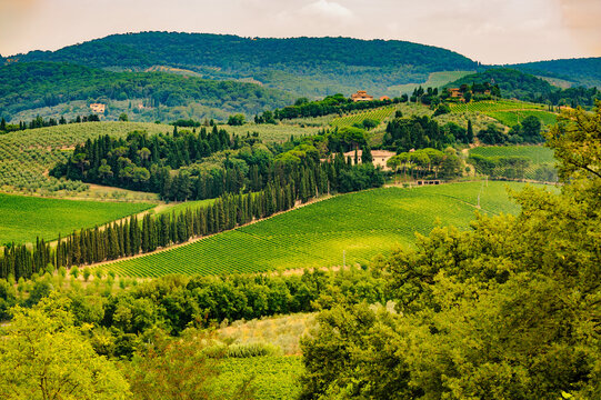 Vineyards of Chianti near Empoli, Tuscany, Italy, at summer