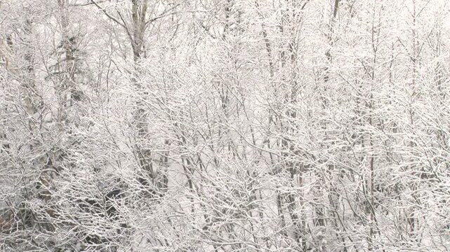 雪降る日の木々