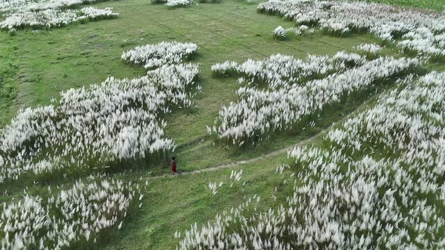 Aerial view of a person walking along a narrow path through a field of white kash phool flowers in Kushtia, Khulna Division, Bangladesh.