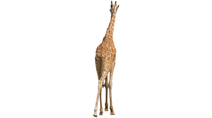 png, giraffe, giraffa, standing, animal, girafe, wildlife, png on transparent cutout, © Molvi