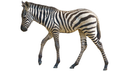 PNG, zebra, safari, wildlife, isolated, animal, donkey, male, female, png on transparent cutout, © Molvi