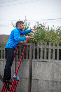 Man Trimming Hedge on Ladder by Concrete Fence