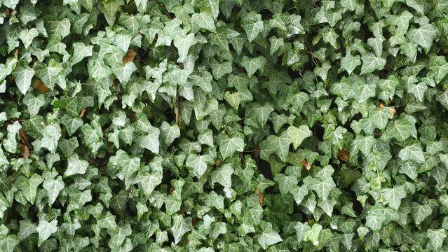 ivy on wall
