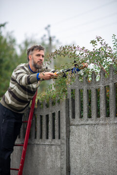 Man trimming hedge on ladder over concrete fence