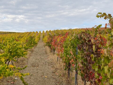 Autumn vineyards of the Central Slovak wine region with colorful grapevine rows on rolling hills under a cloudy sky