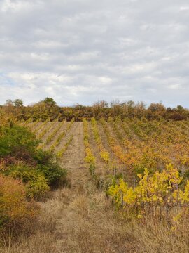 Autumn vineyards of the Central Slovak wine region with colorful grapevine rows on rolling hills under a cloudy sky