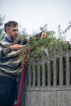 Man Trimming Overgrown Hedge on Ladder