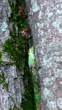 セミの羽化と抜け殻
