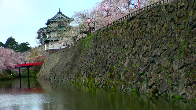 弘前公園の桜