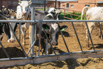 Herd of healthy dairy cows feeding in row of stables in feedlot barn on livestock farm © murziknata