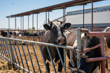 Herd of healthy dairy cows feeding in row of stables in feedlot barn on livestock farm © murziknata