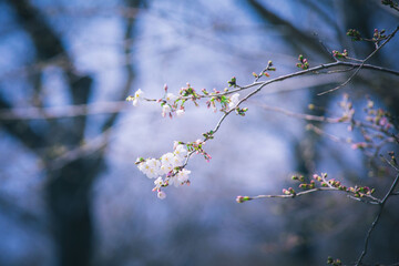 bloom sakura © Hua Miao