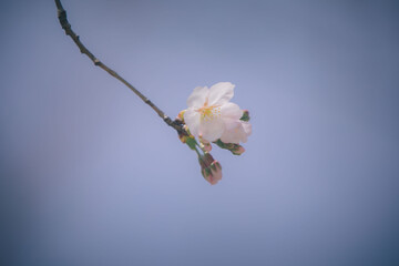 bloom sakura © Hua Miao