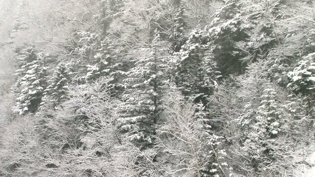雪降る日の木々