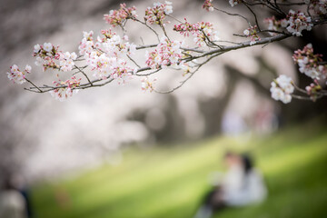 Japan Kyodo Sewaritei Yodogawa Riverside Park © Hua Miao