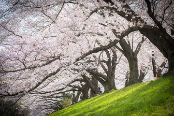 Japan Kyodo Sewaritei Yodogawa Riverside Park © Hua Miao