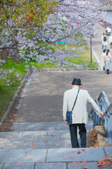 old men under the sakura trees © Hua Miao