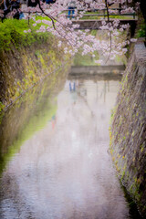 Japan Kyodo 's bloom sakura © Hua Miao