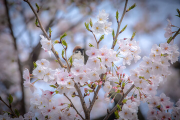 The happy little bird singing in the sakura flowers © Hua Miao