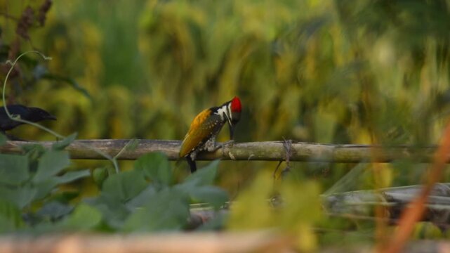 Common Flameback Woodpecker and Black Drongo Perched Together on Bamboo Fence
