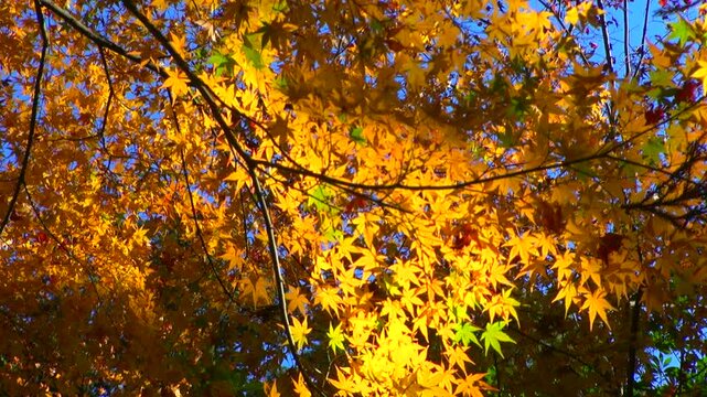 紅葉