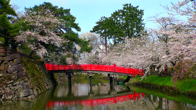 弘前公園の桜