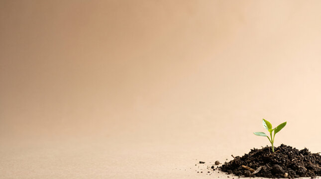 Small green seedling growing from dark soil on minimal background