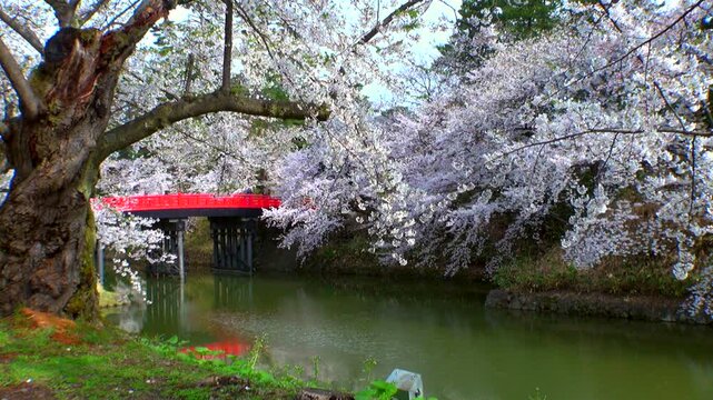 弘前公園の桜